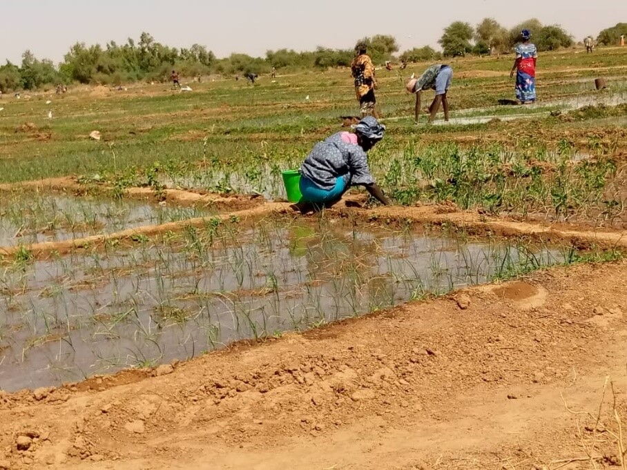 Förderung Landwirtschaft Togo